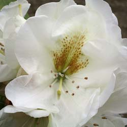 Rhododendron white, Phyllis Korn